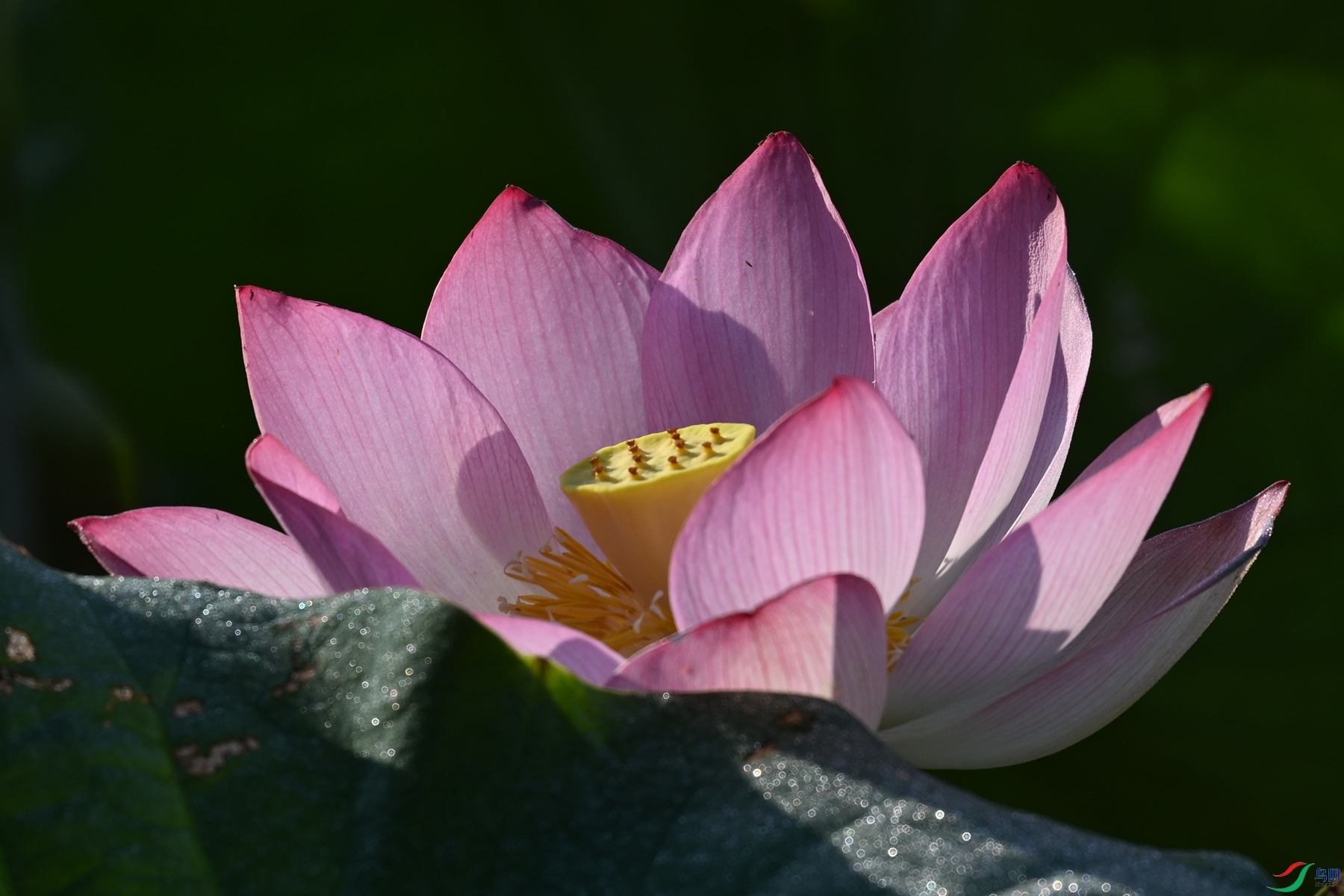DSC_4105.JPG