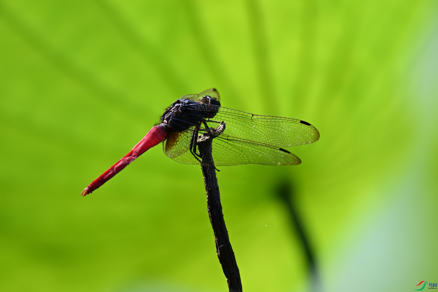 DSC_4155.JPG