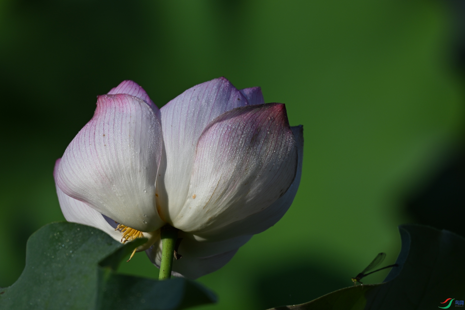 DSC_4108.JPG