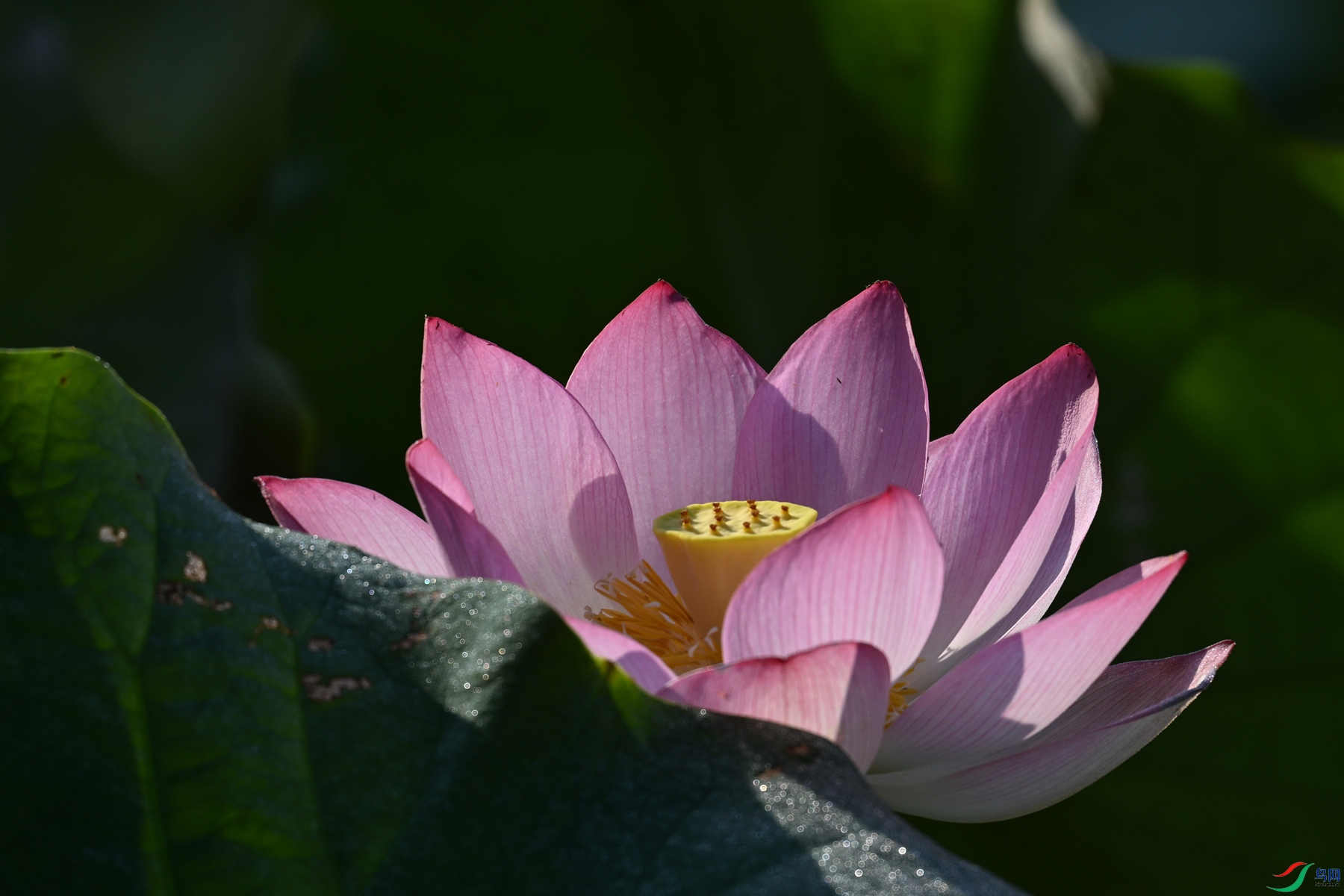 DSC_4106.JPG