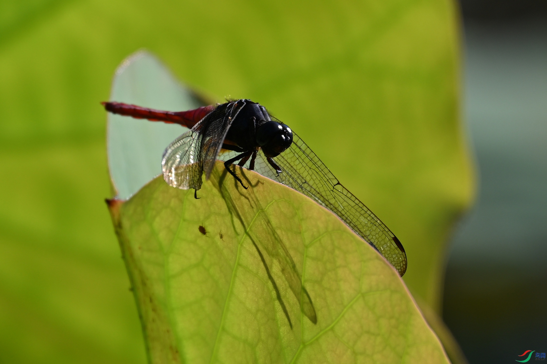 DSC_4138.JPG
