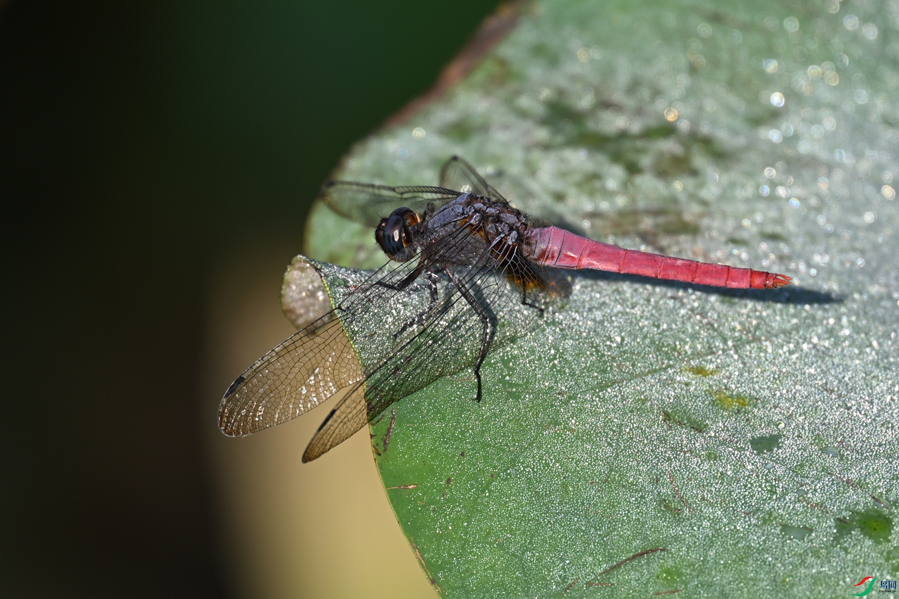 DSC_4113.JPG