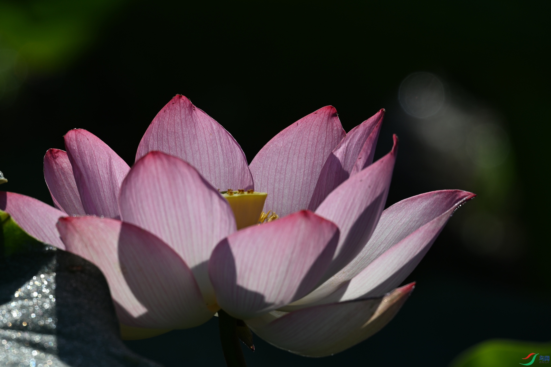 DSC_4115.JPG