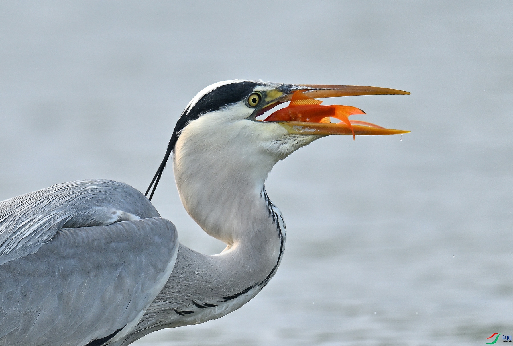 DSC_9998.JPG