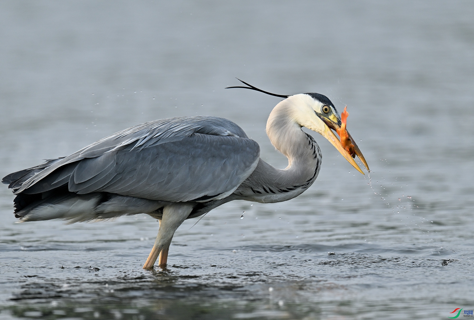DSC_9988.JPG