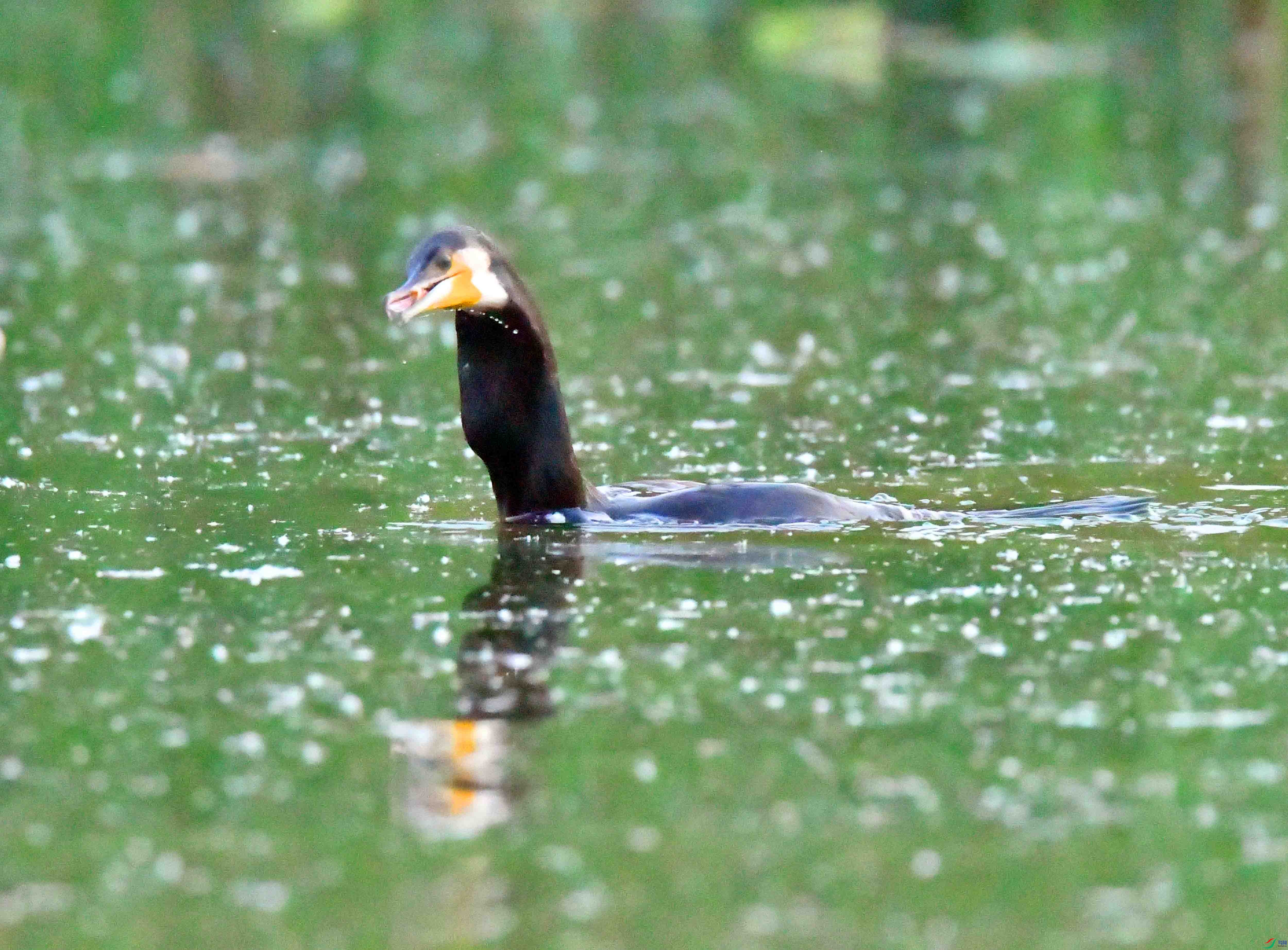 DSC_2633.JPG
