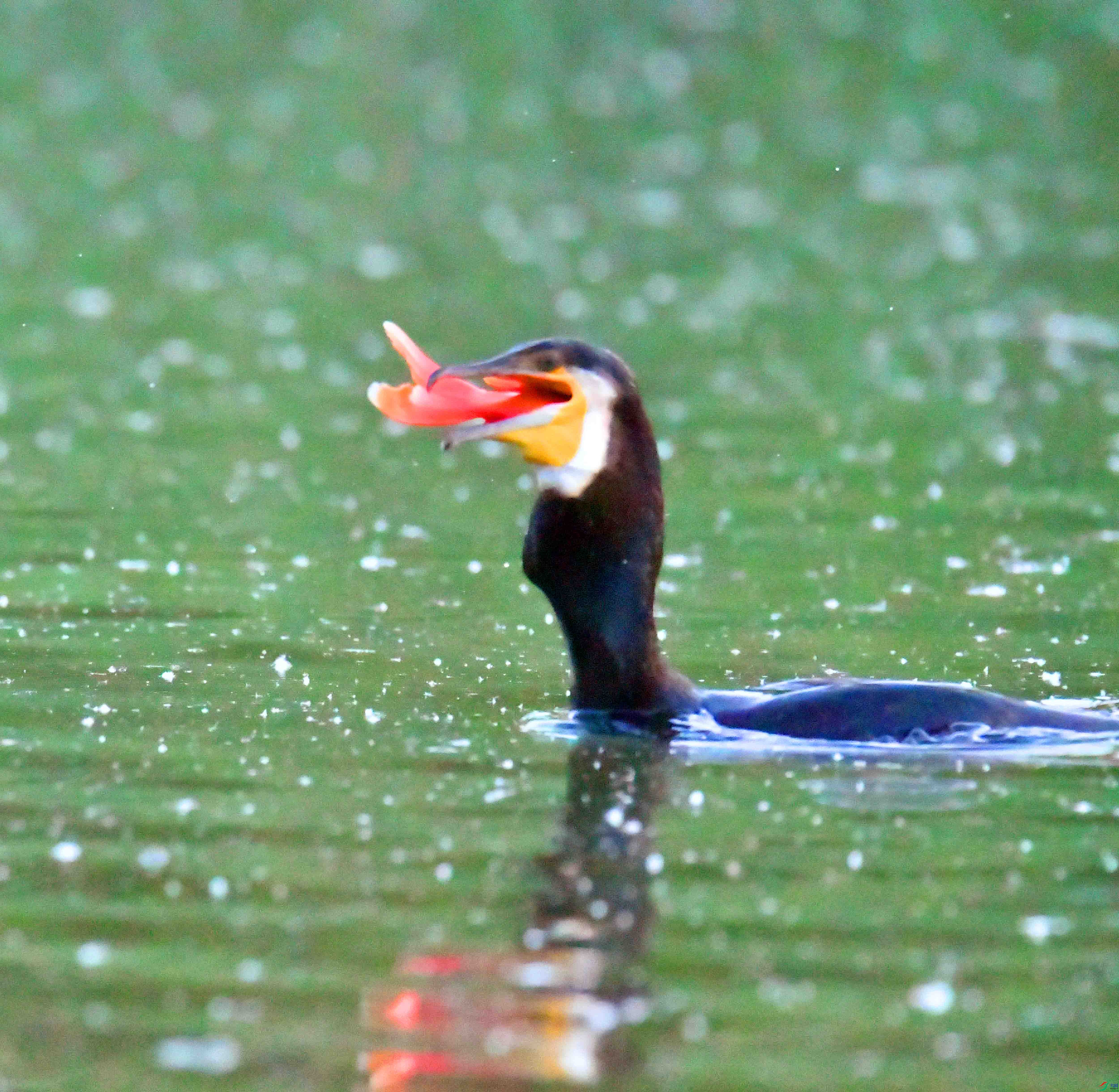 DSC_2655.JPG
