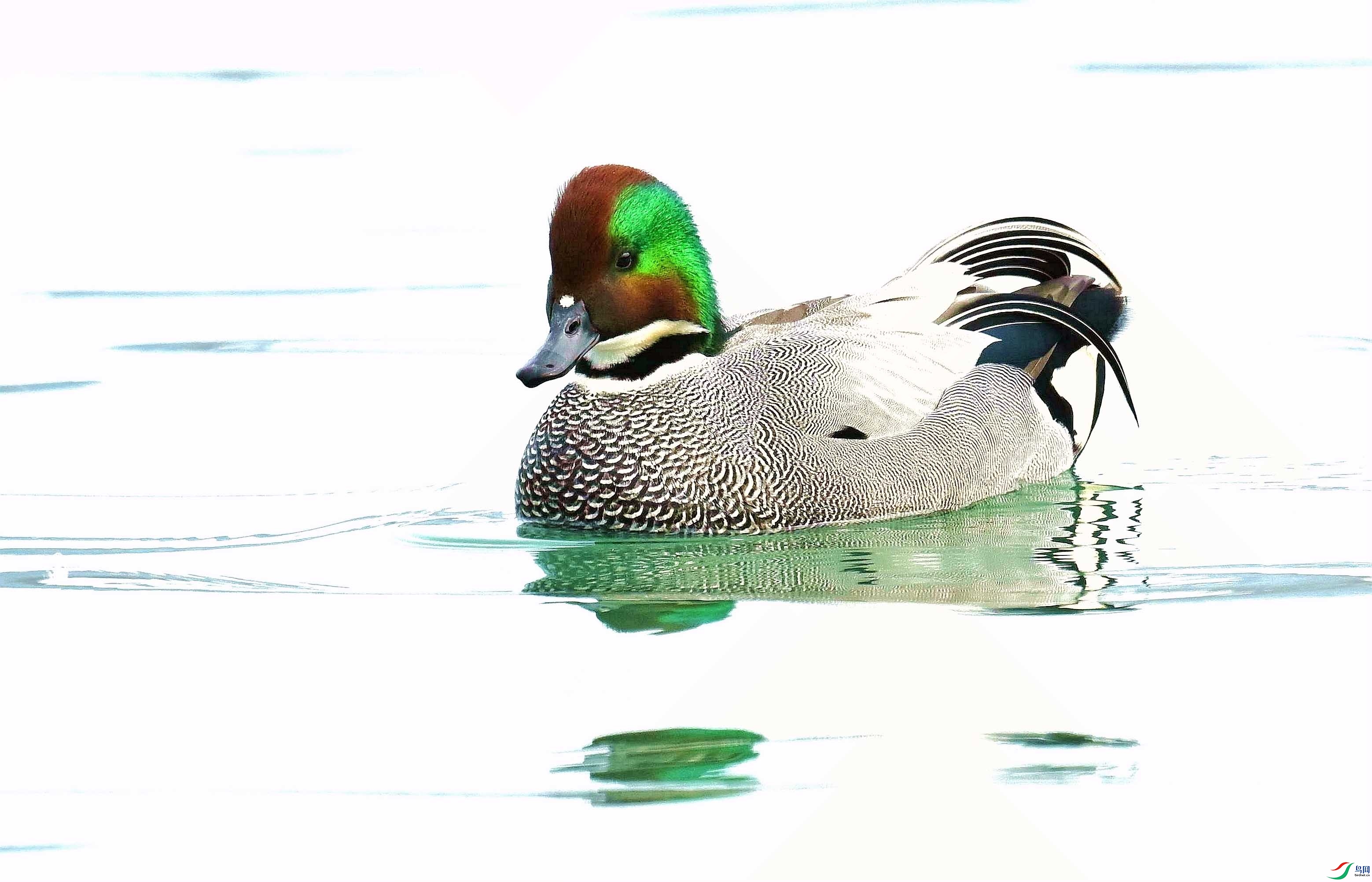 DSC_8037_����.jpg