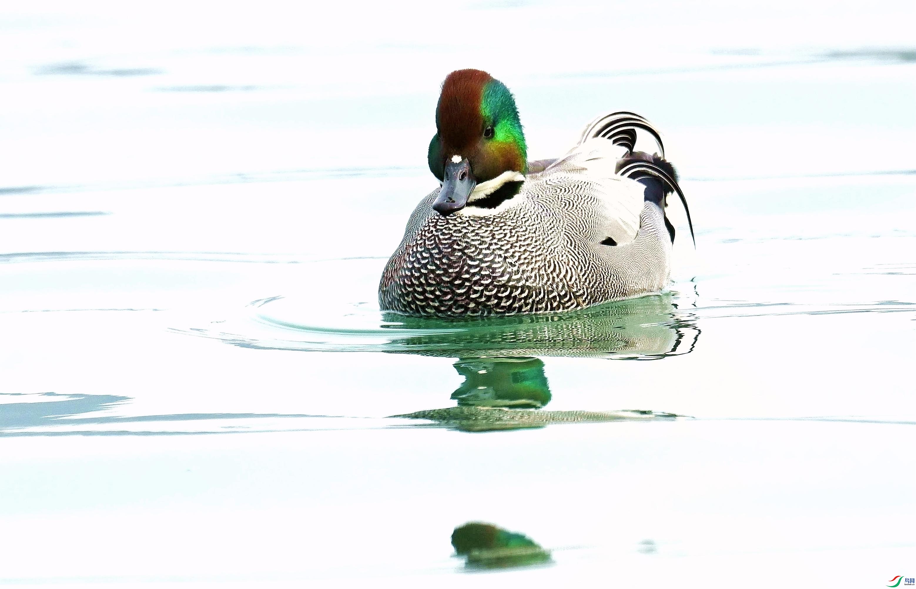 DSC_8047_����.jpg