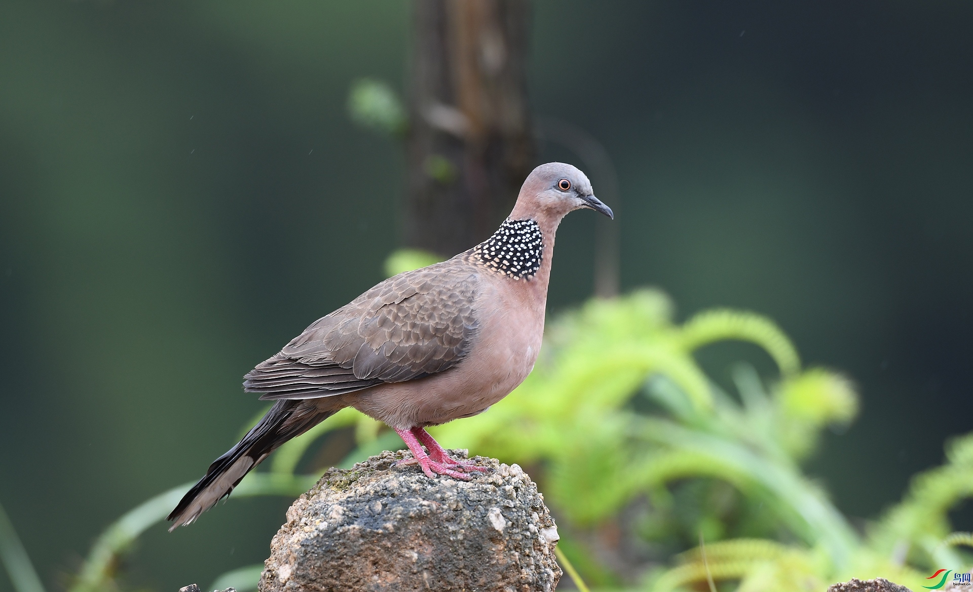 DSC_6768.jpg