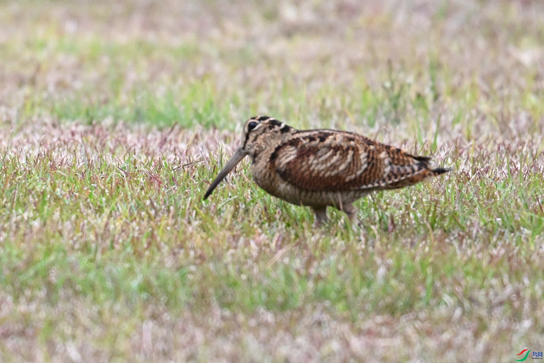 DSC_8823.JPG