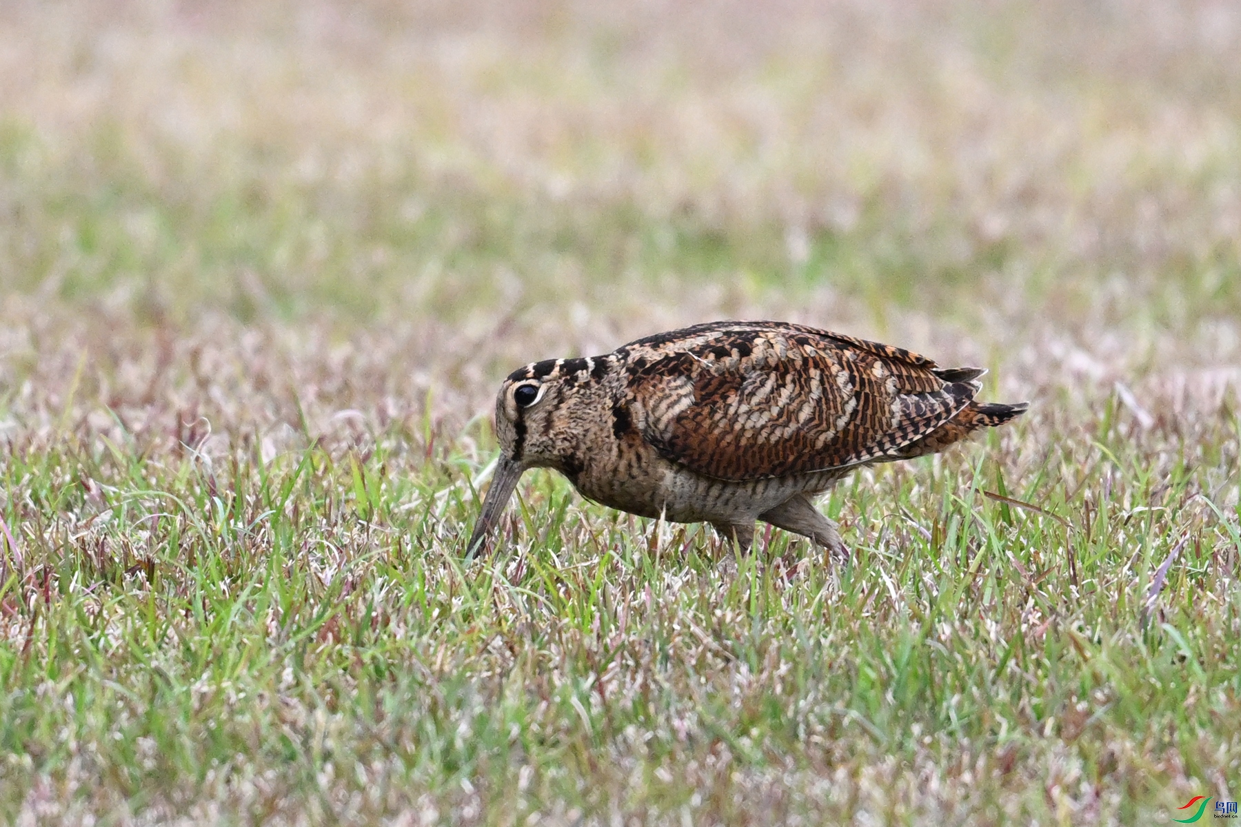 DSC_8836.JPG