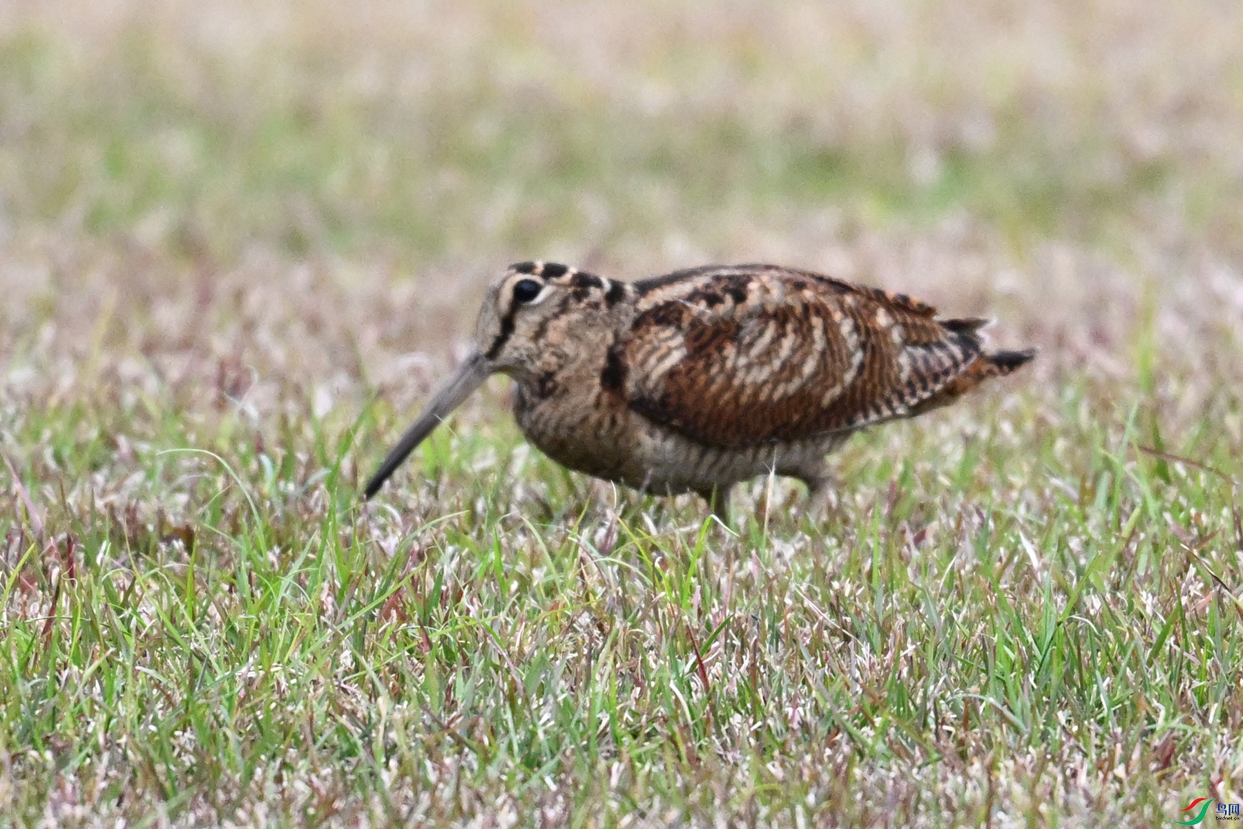 DSC_8849.JPG