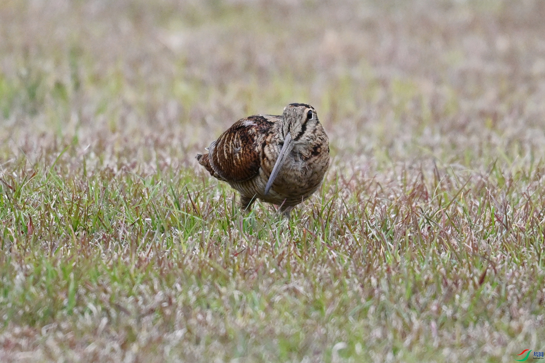 DSC_8809.JPG