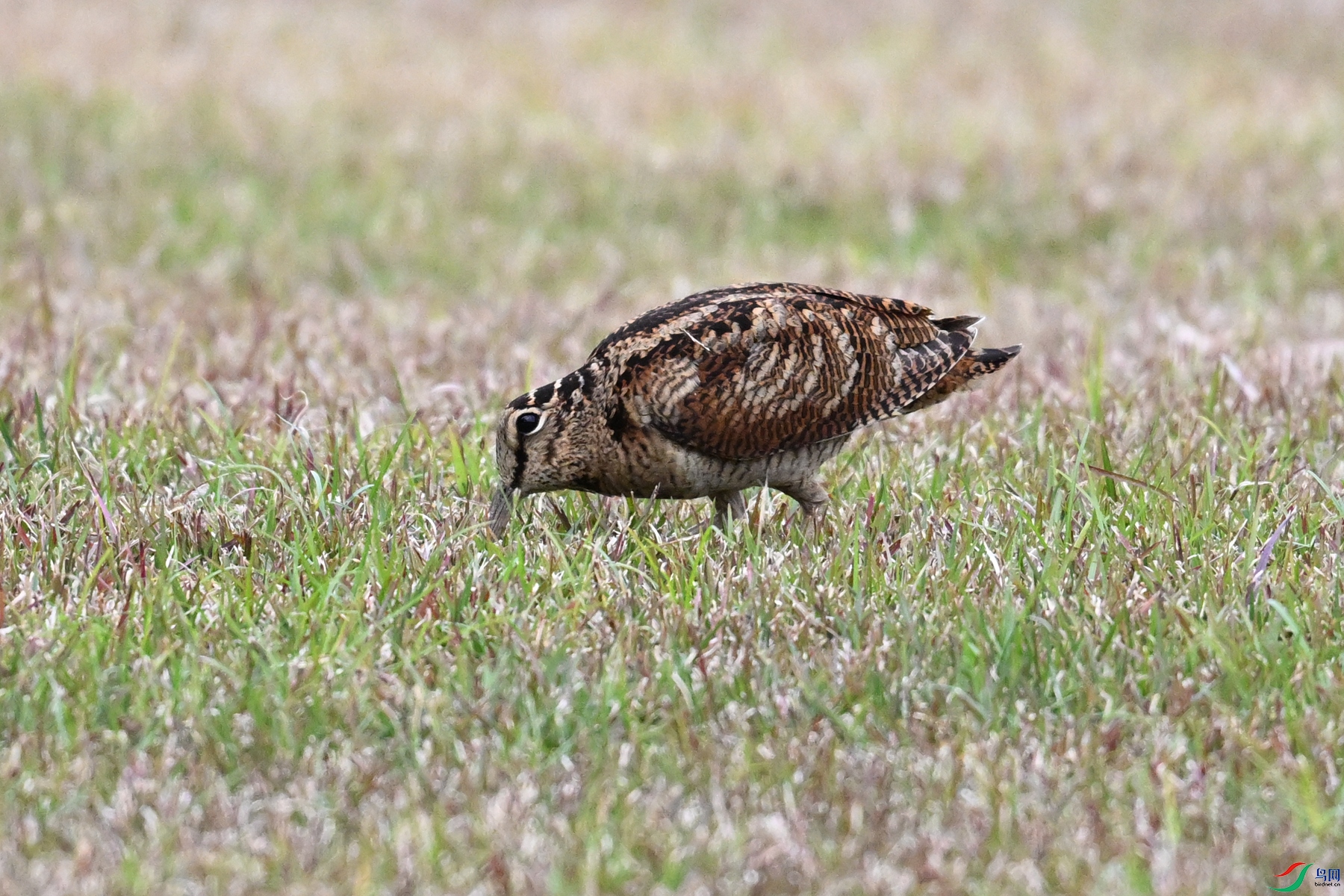 DSC_8841.JPG