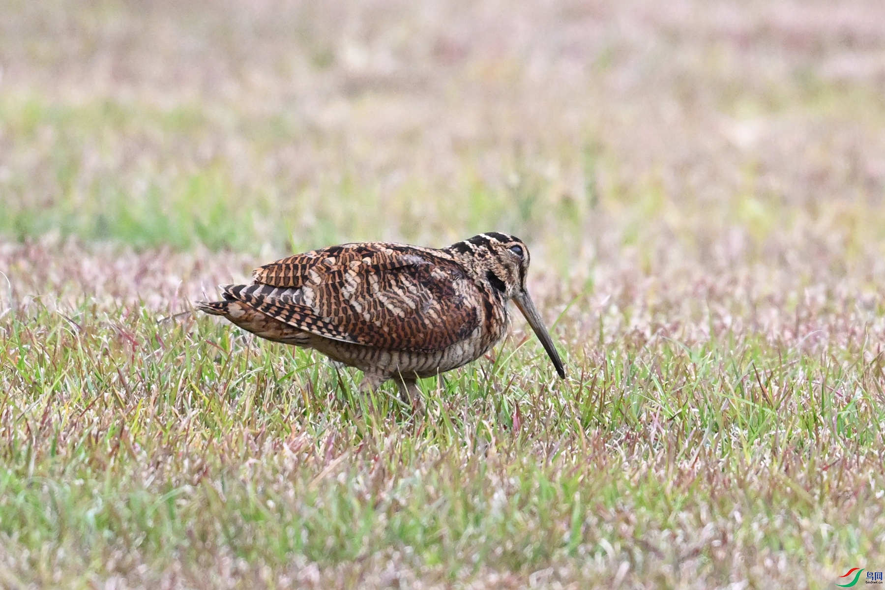 DSC_8789.JPG
