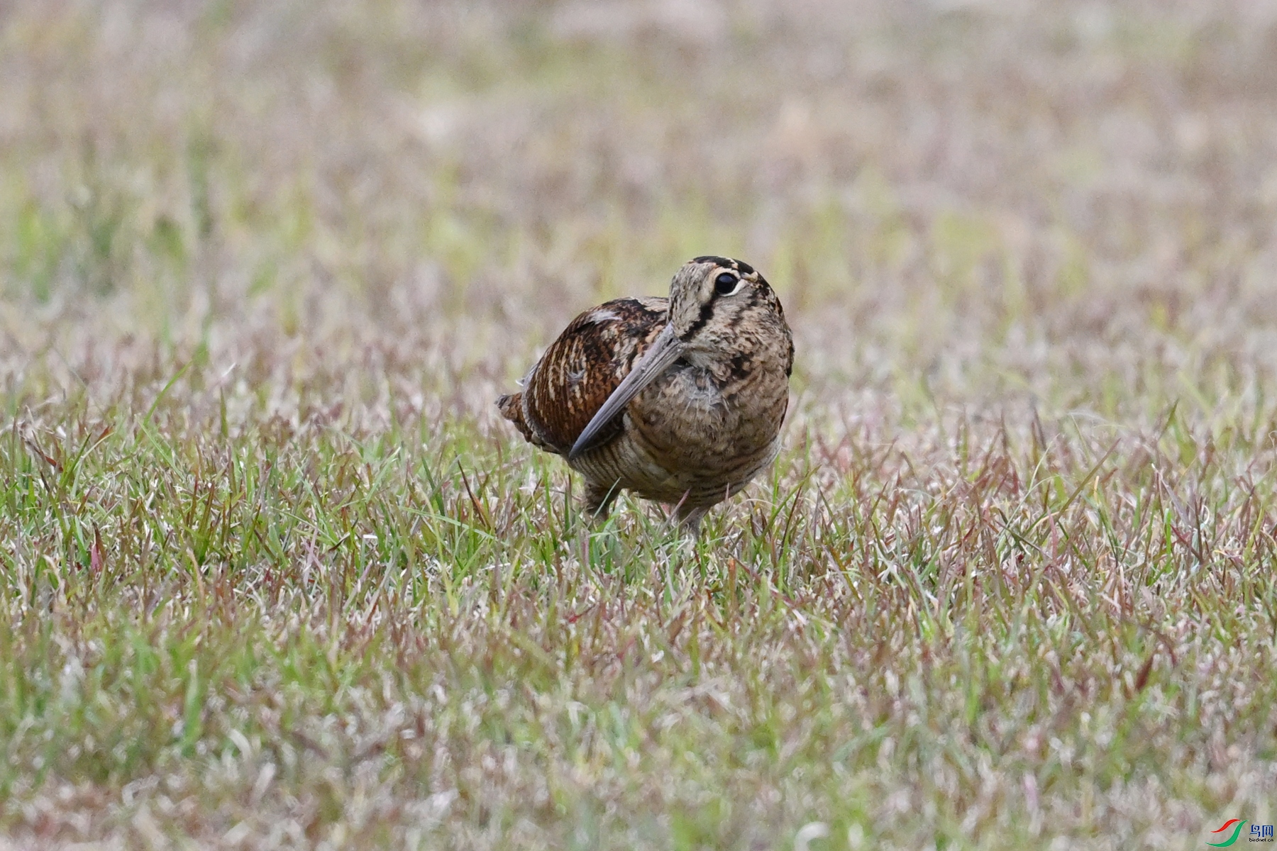 DSC_8812.JPG