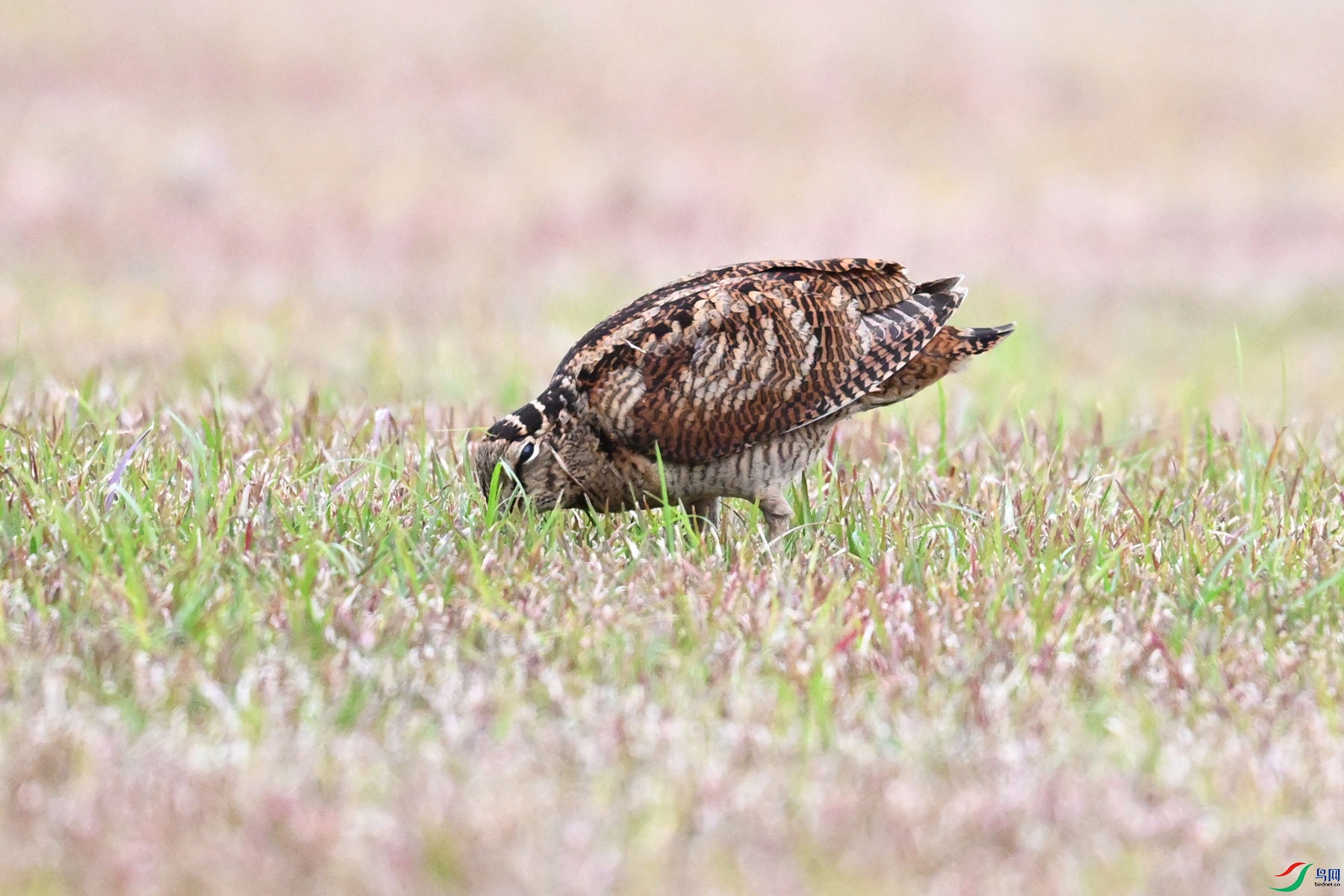 DSC_8776.JPG