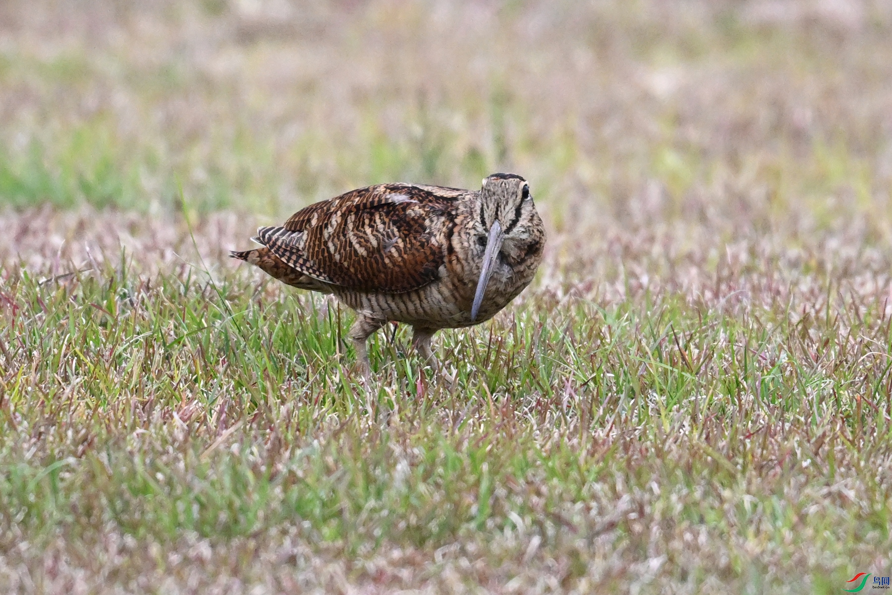 DSC_8798.JPG