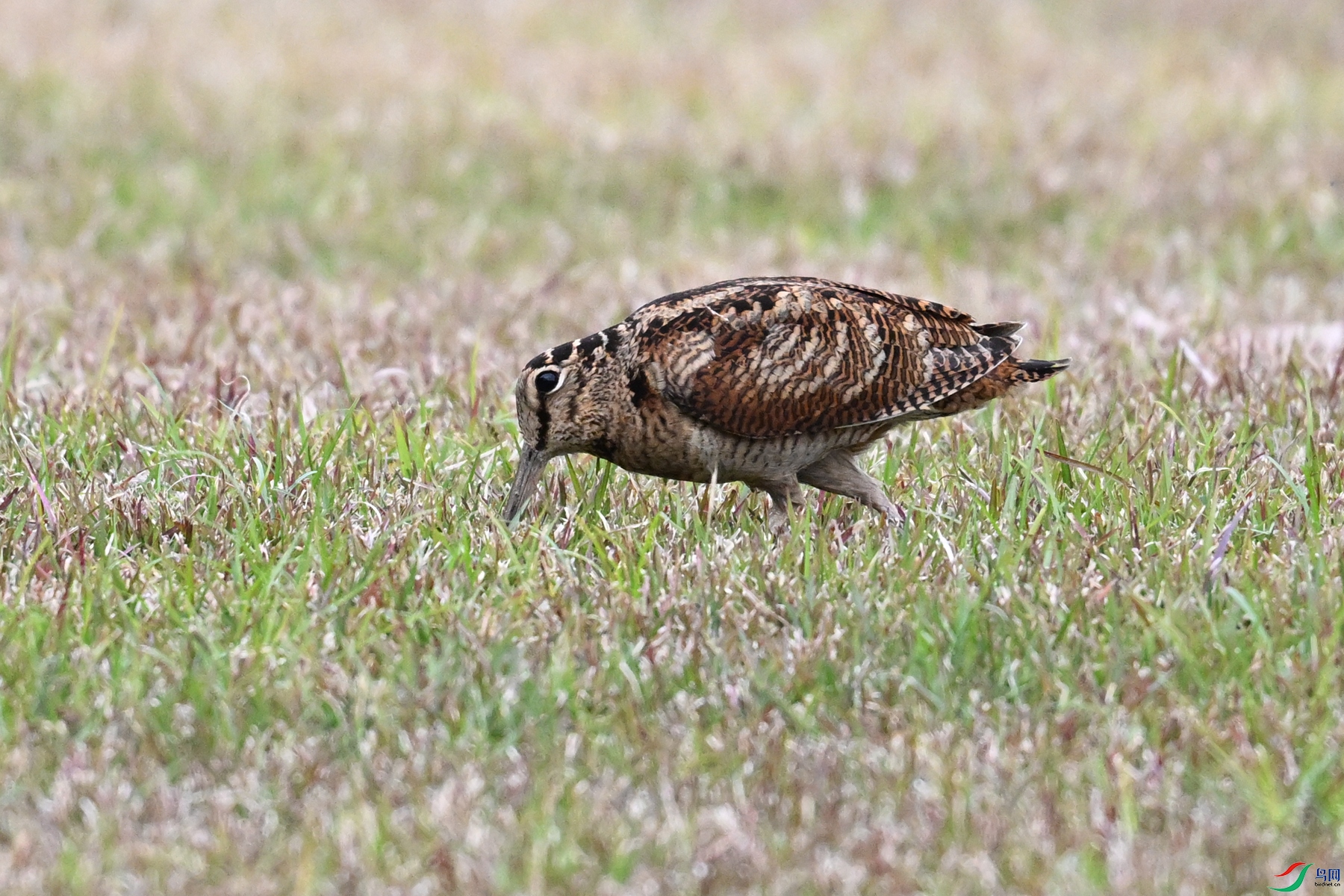 DSC_8838.JPG