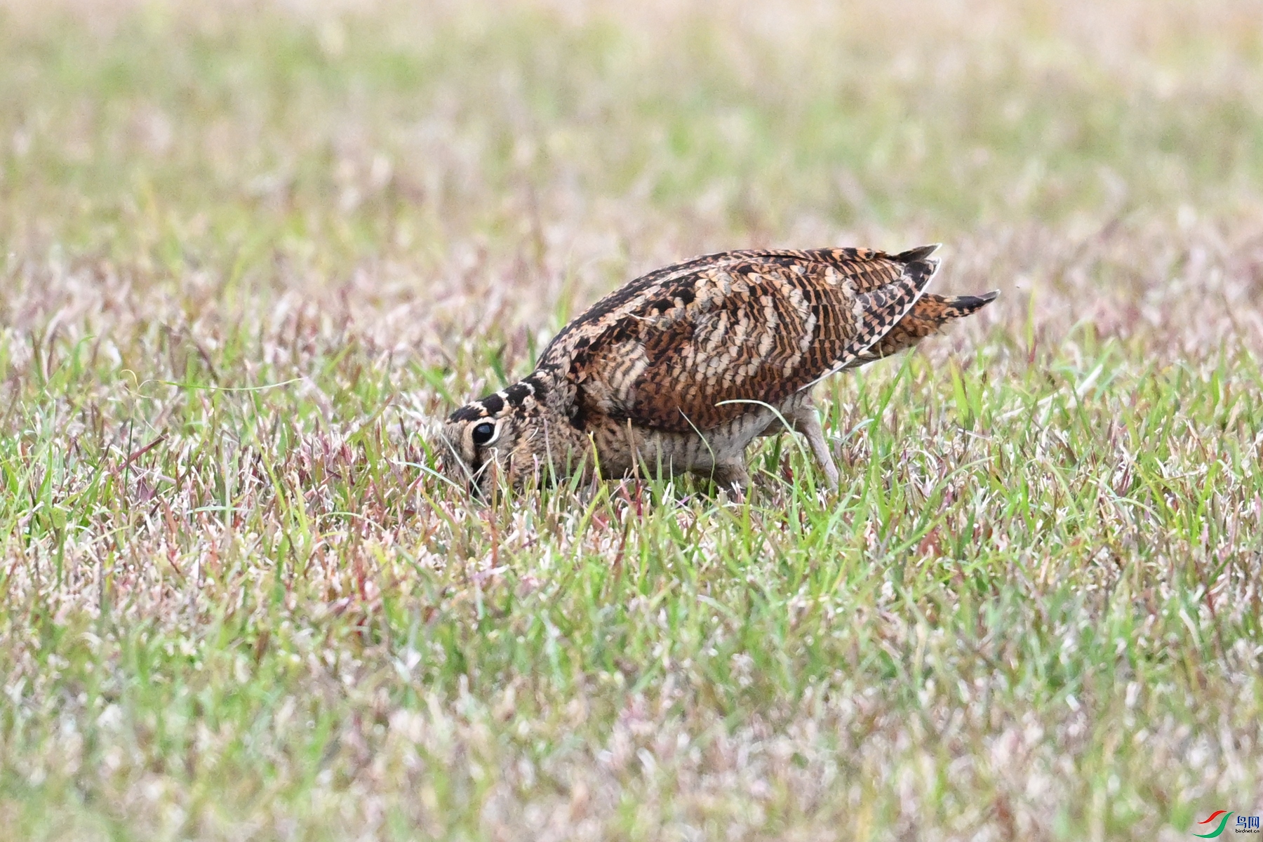 DSC_8853.JPG