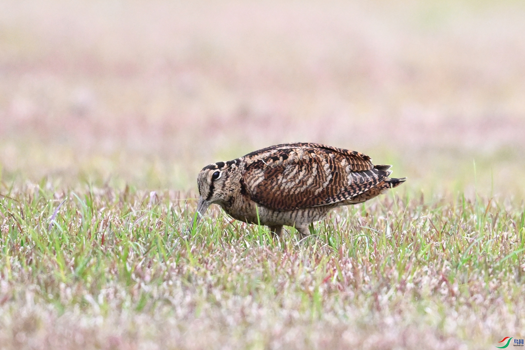 DSC_8778.JPG