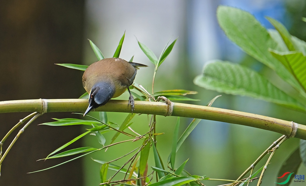 DSCF6526.1.jpg