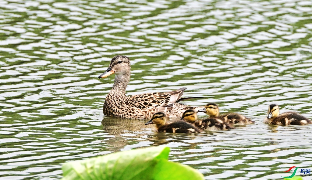 DSC_1684.JPG