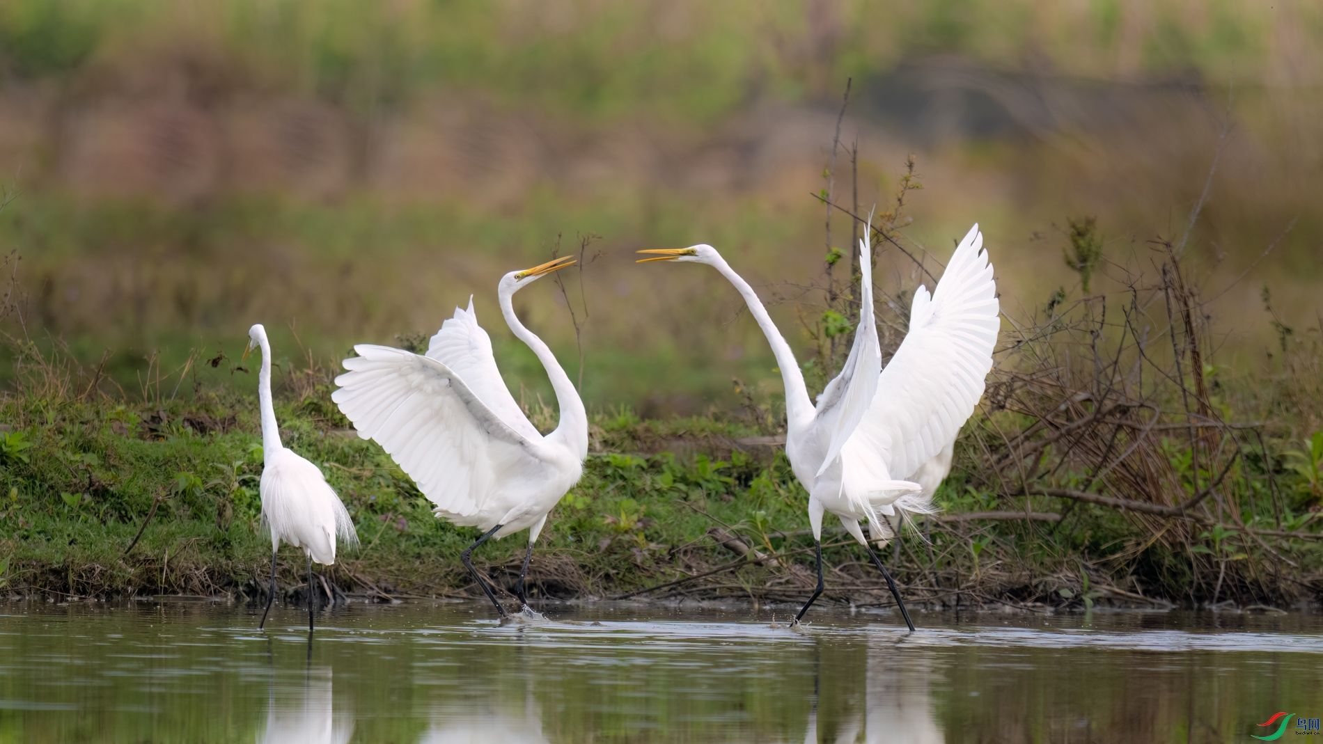 DSC_8329sen2026-2-20-25-�༭.jpg