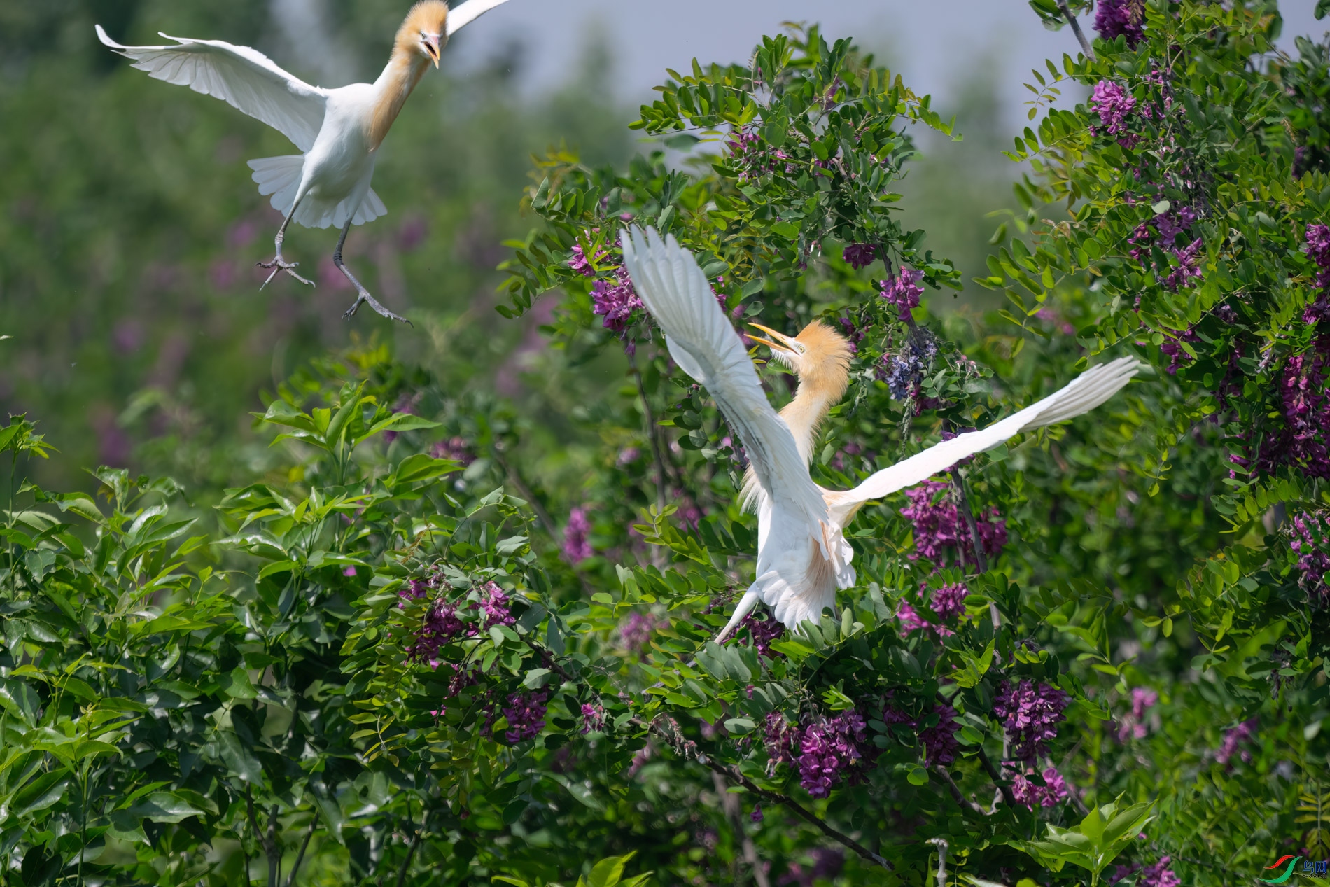DSC_9248sen2026-5-10-154-�༭.jpg
