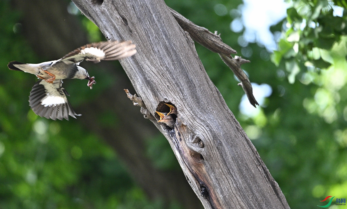 DSC_0953.JPG