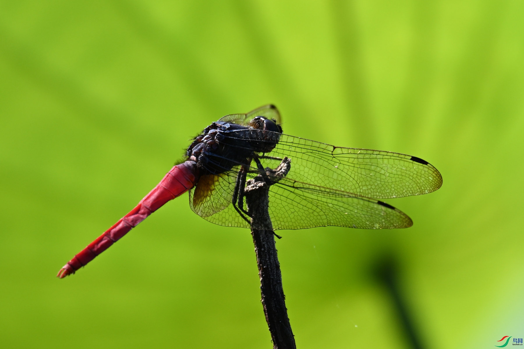 DSC_4156.JPG