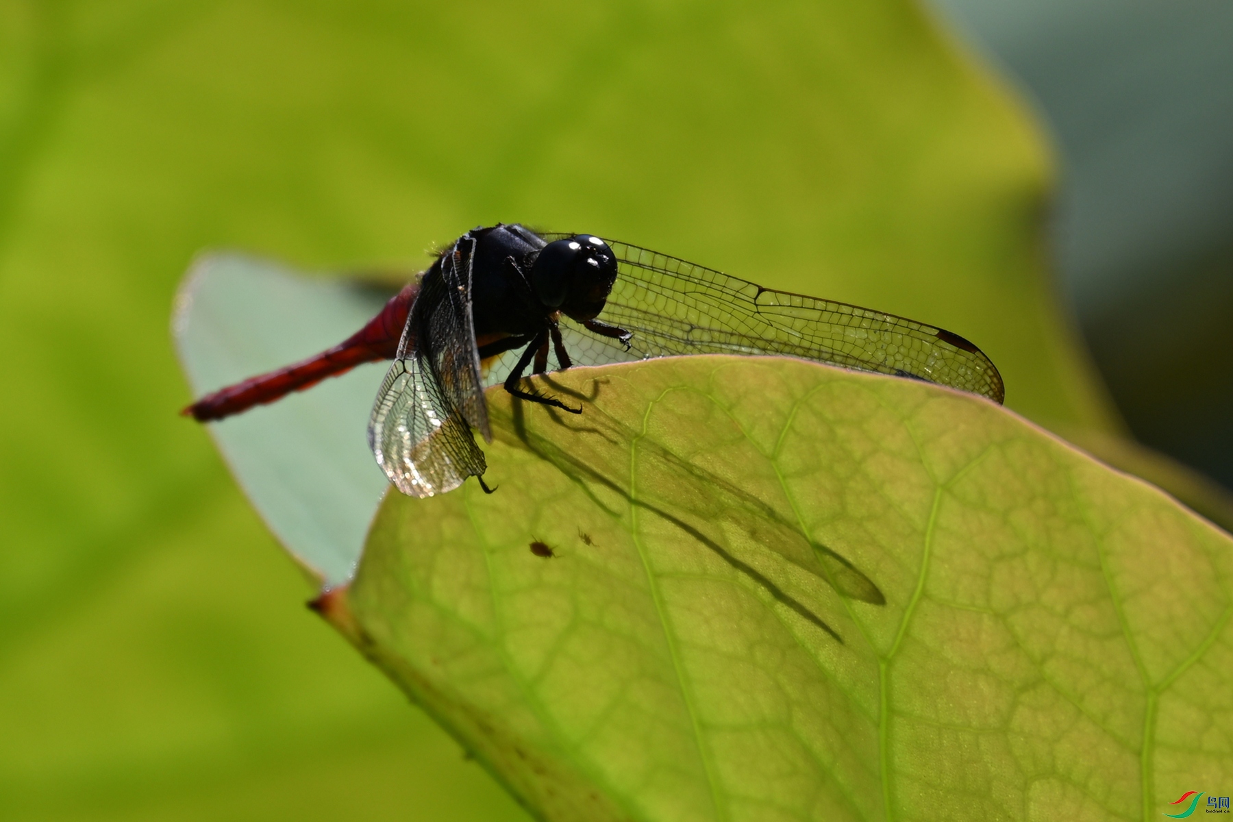 DSC_4139.JPG