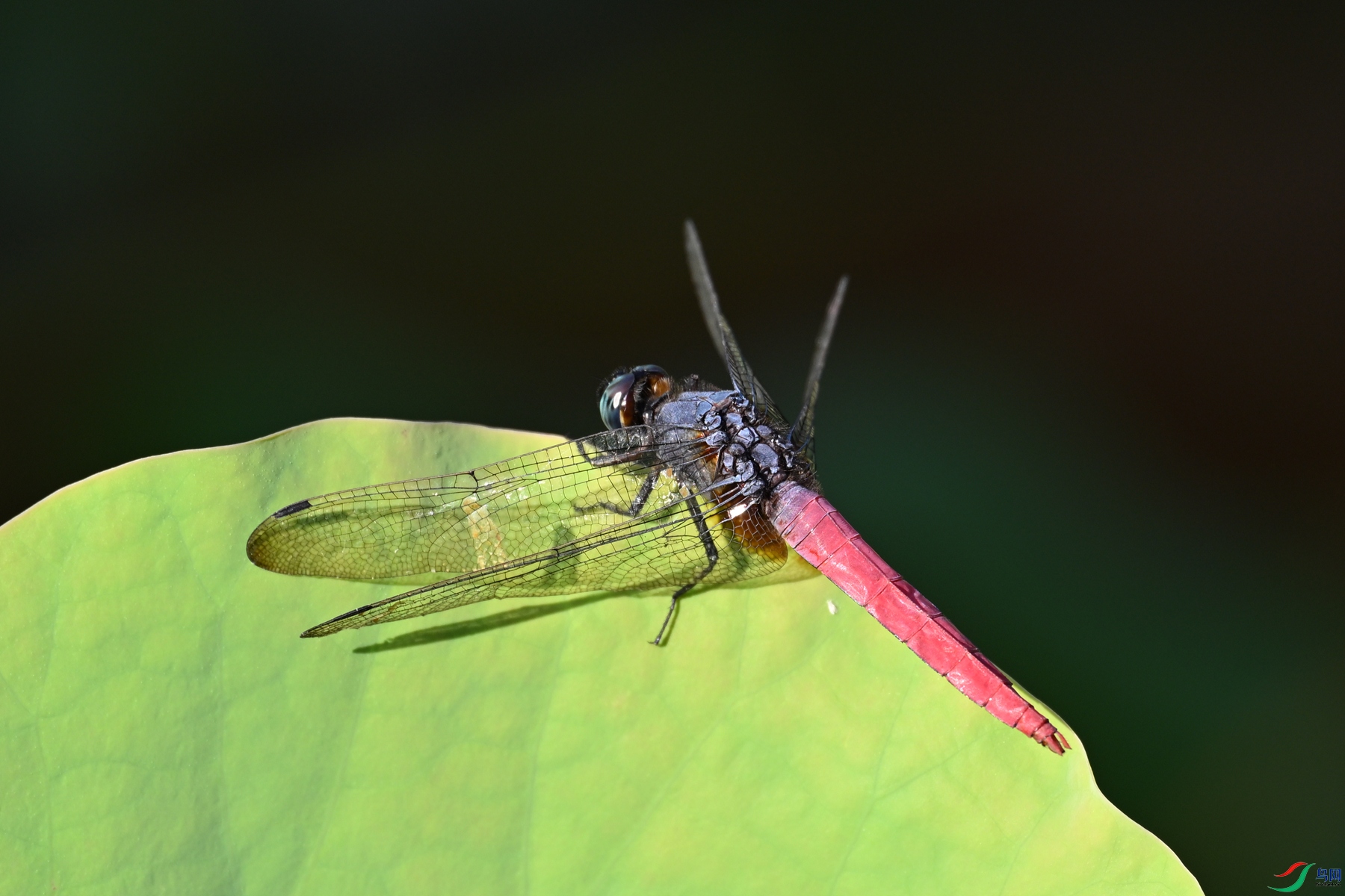 DSC_4159.JPG