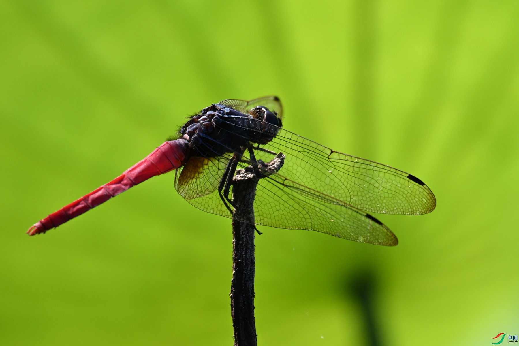 DSC_4157.JPG