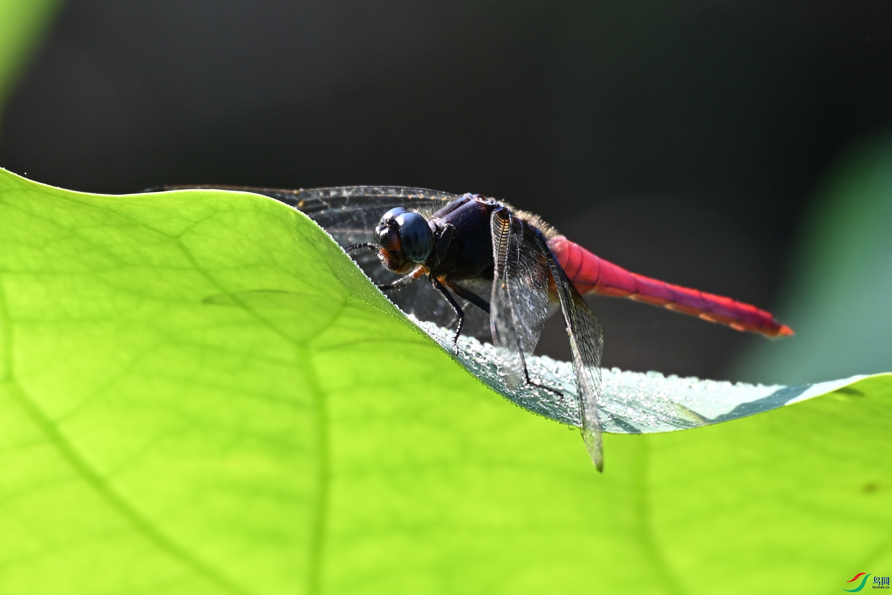 DSC_4167.JPG