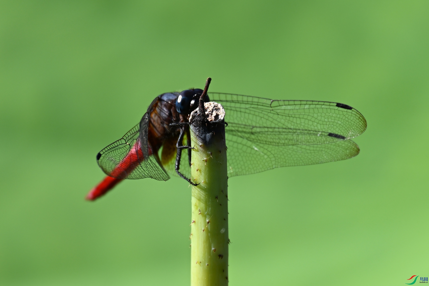 DSC_4173.JPG