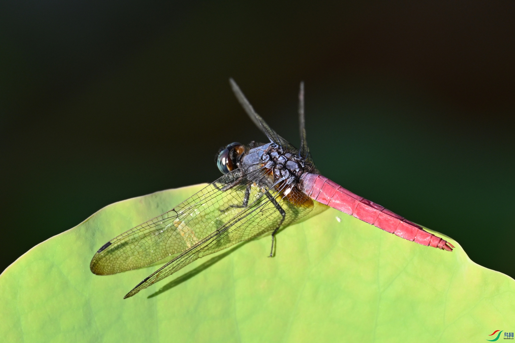 DSC_4160.JPG