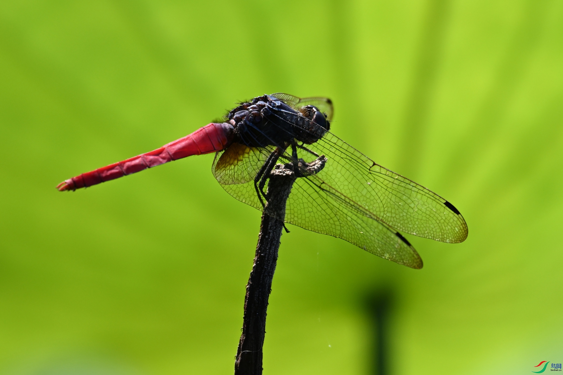DSC_4158.JPG
