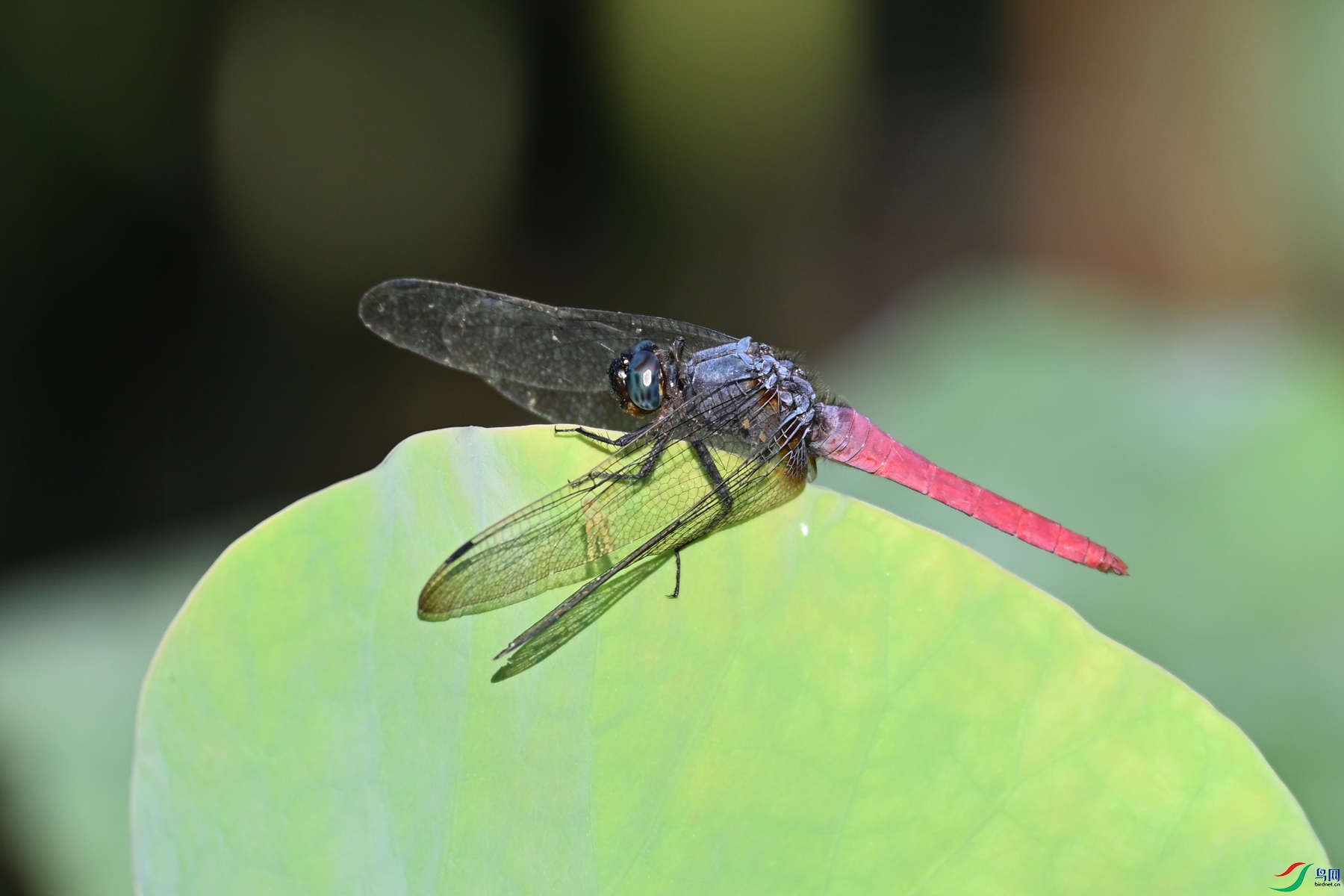 DSC_4161.JPG
