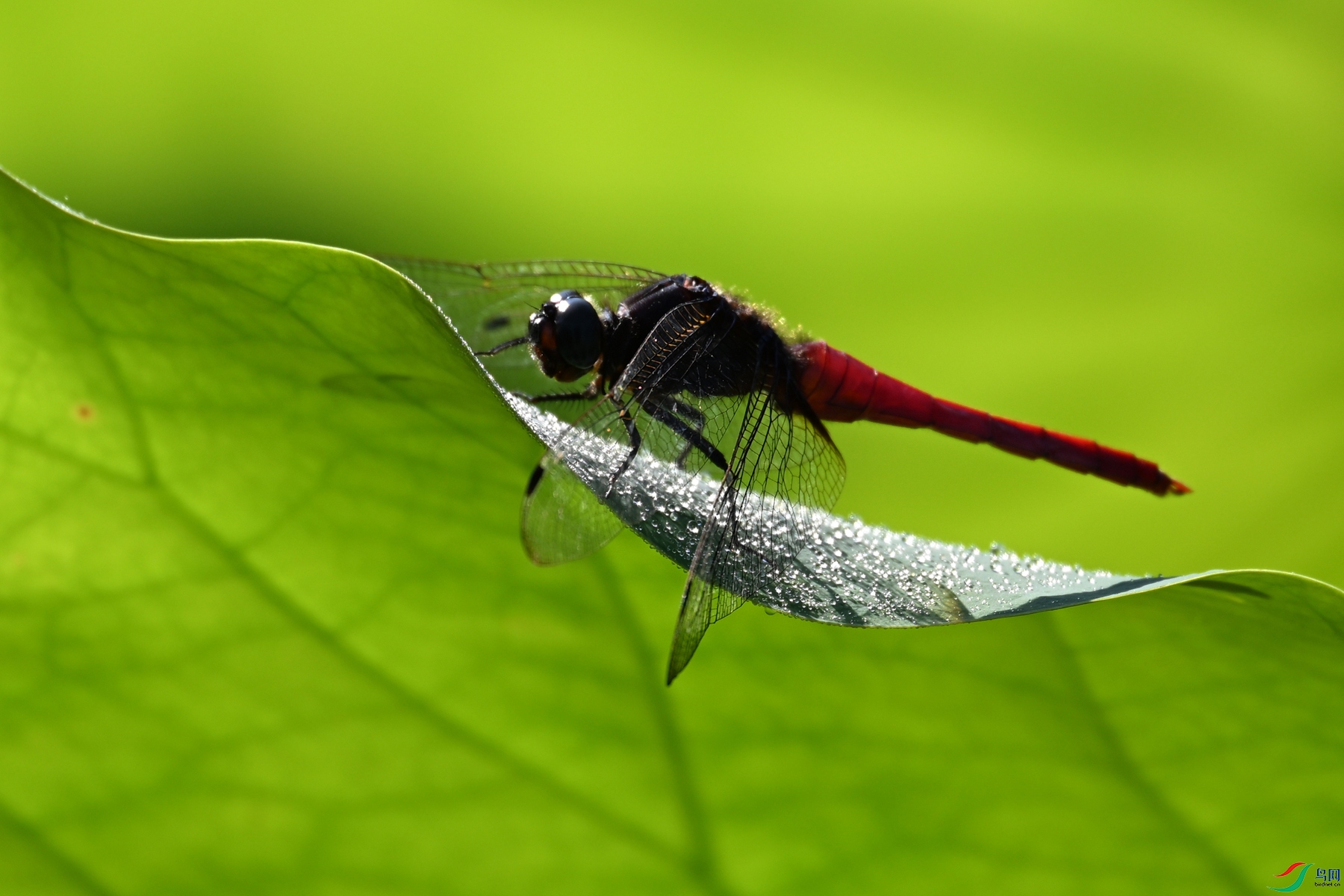 DSC_4169.JPG