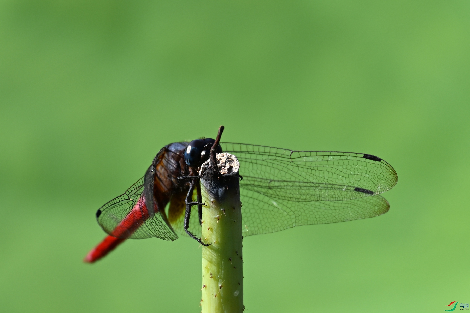 DSC_4174.JPG