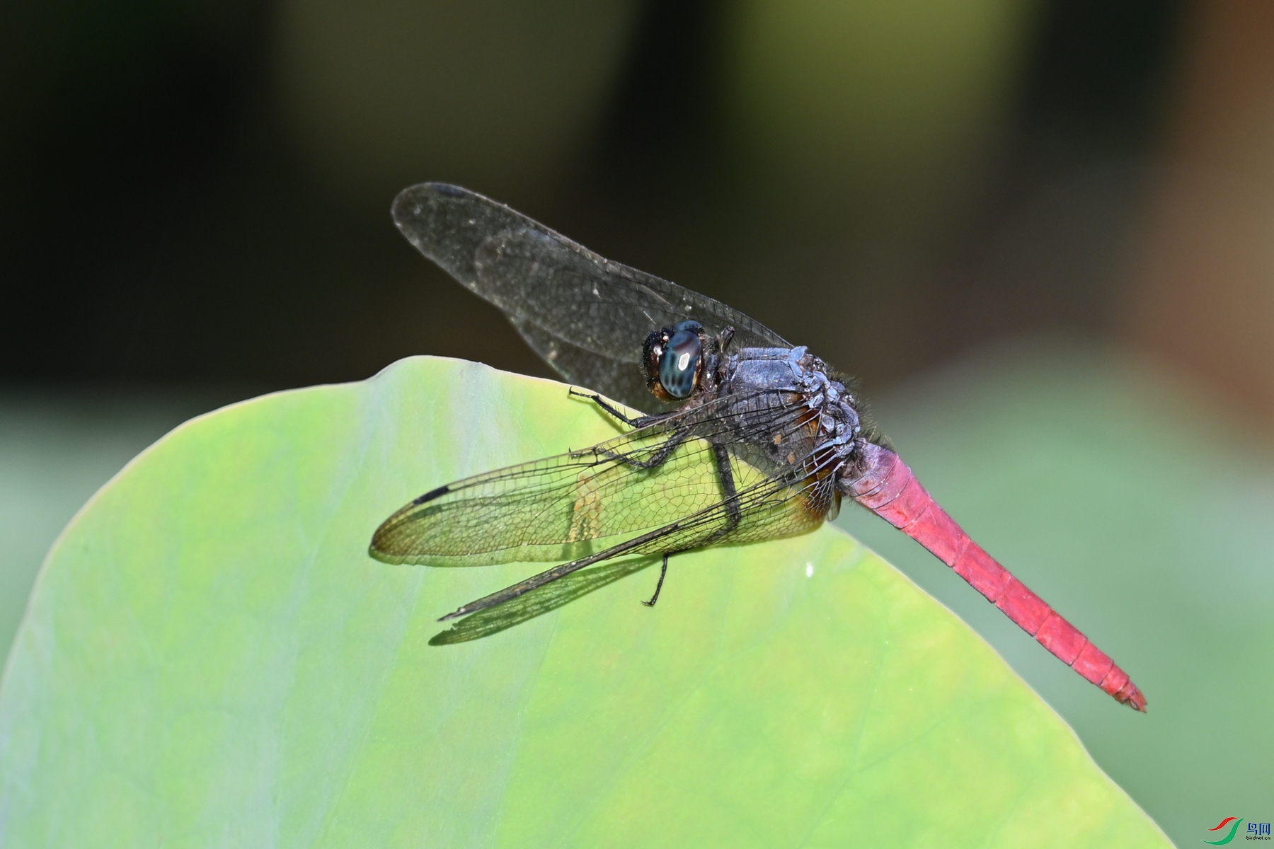 DSC_4162.JPG