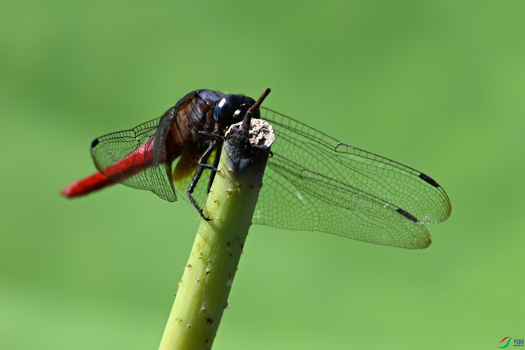 DSC_4175.JPG