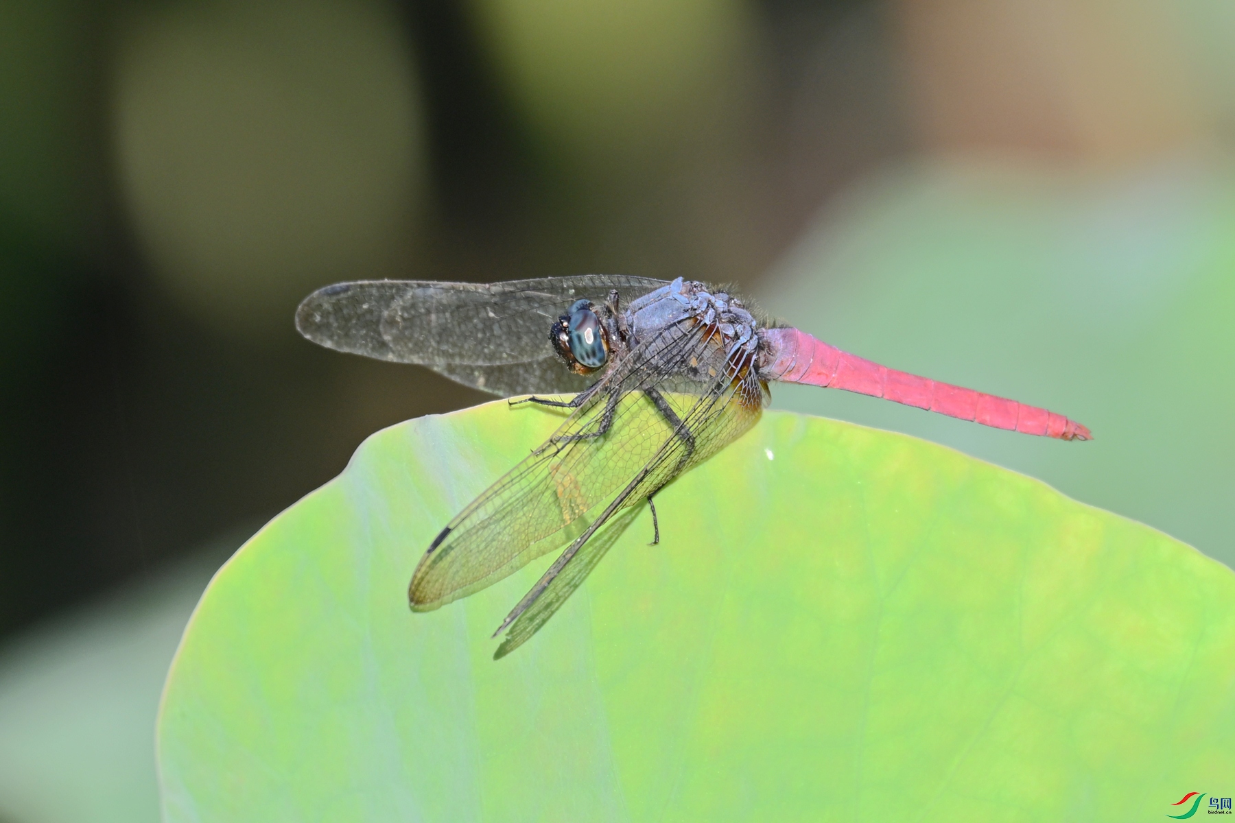 DSC_4163.JPG