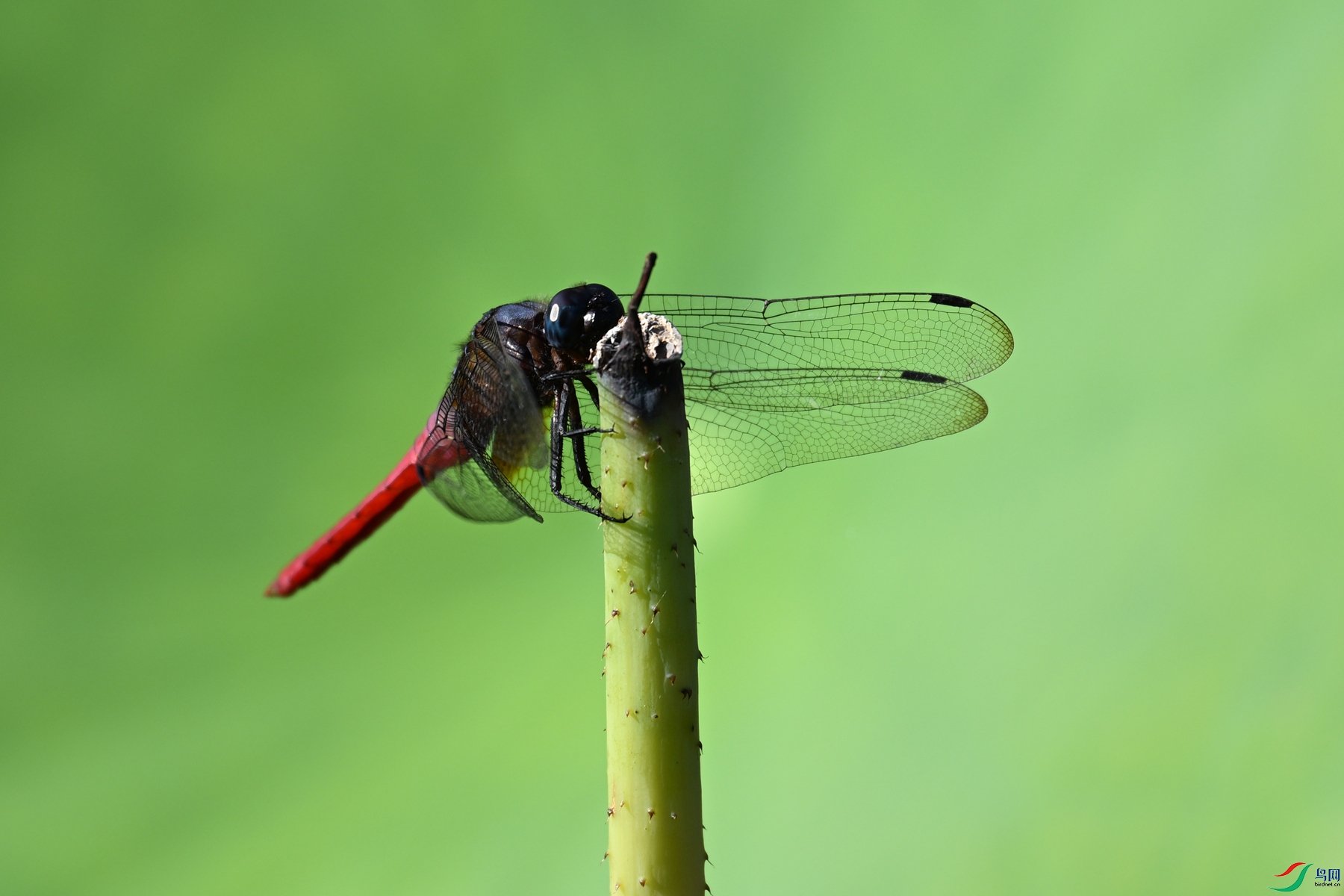 DSC_4177.JPG
