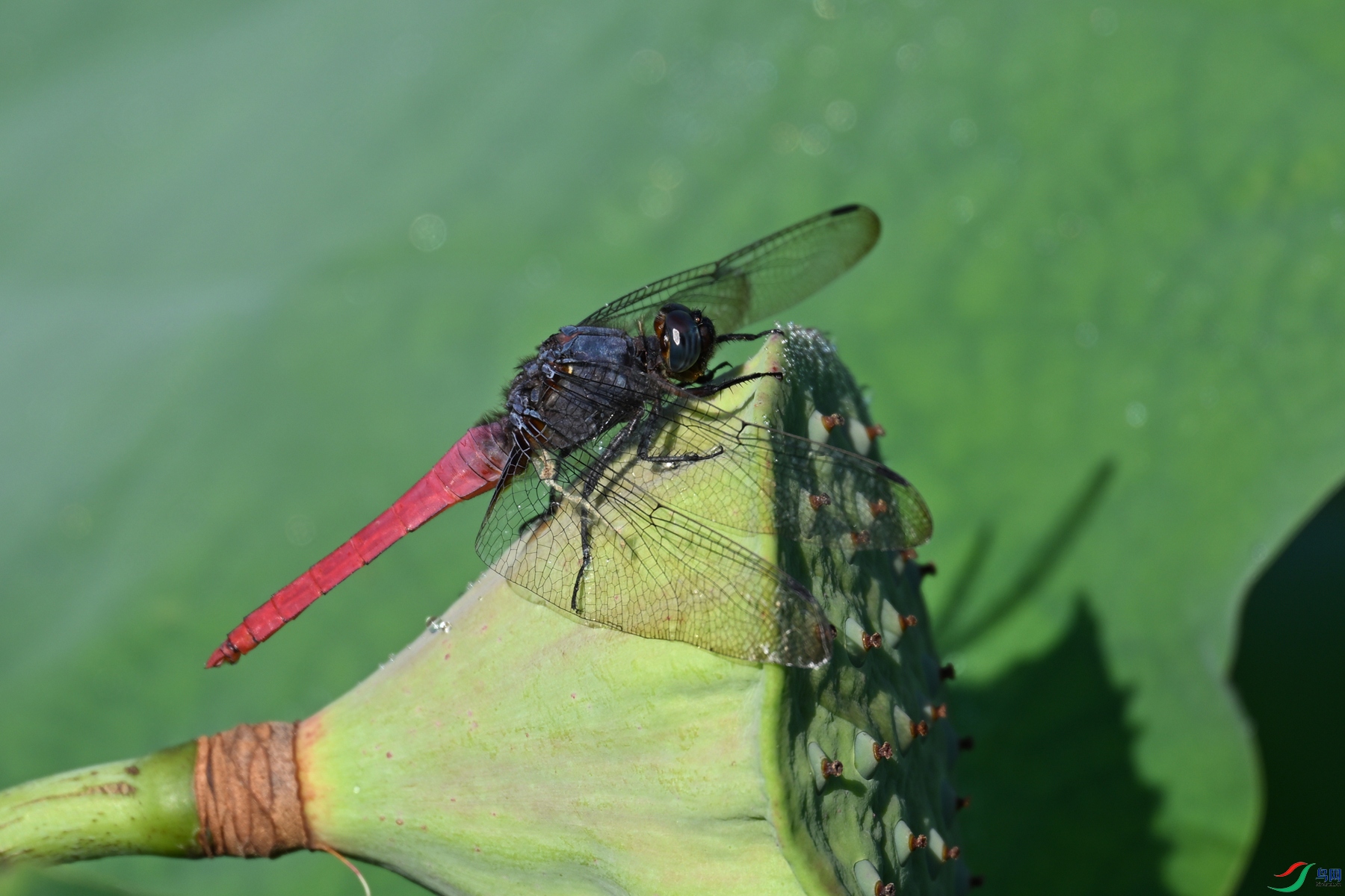 DSC_4179.JPG