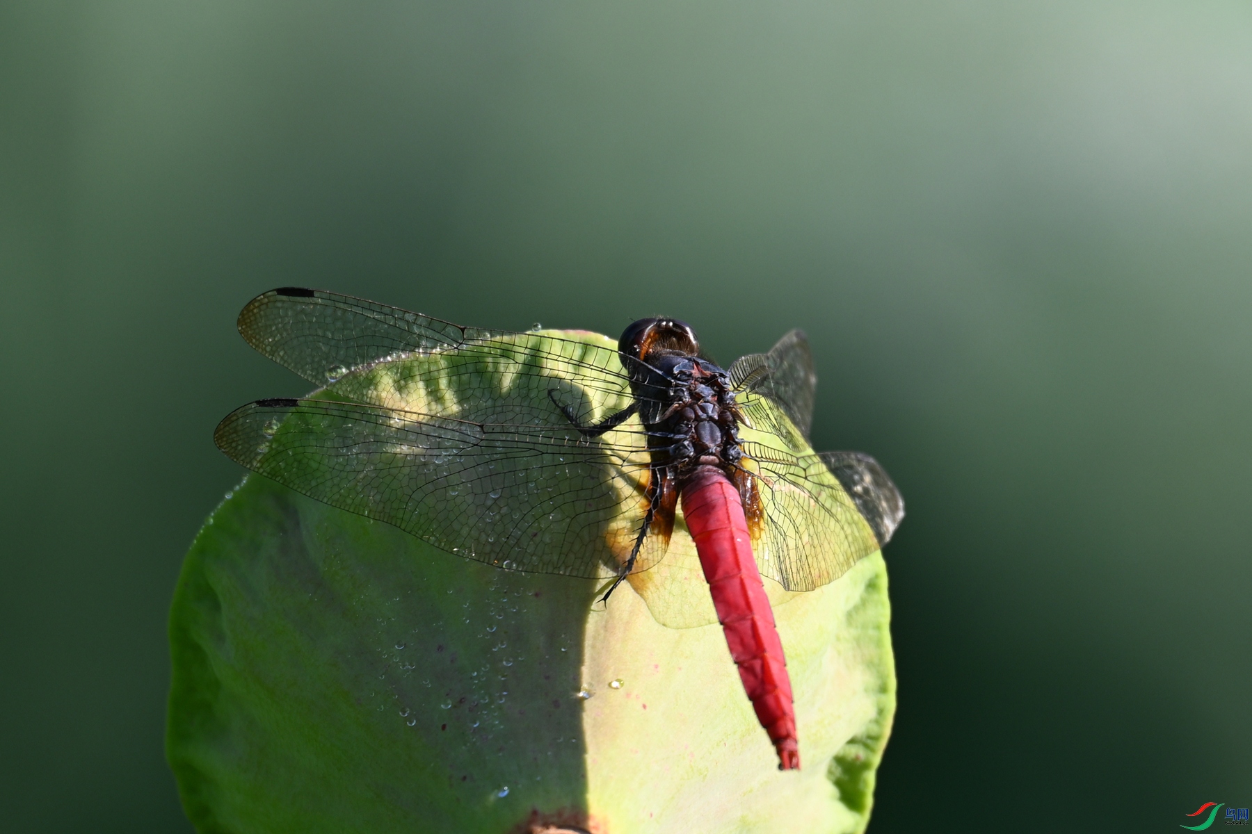 DSC_4188.JPG