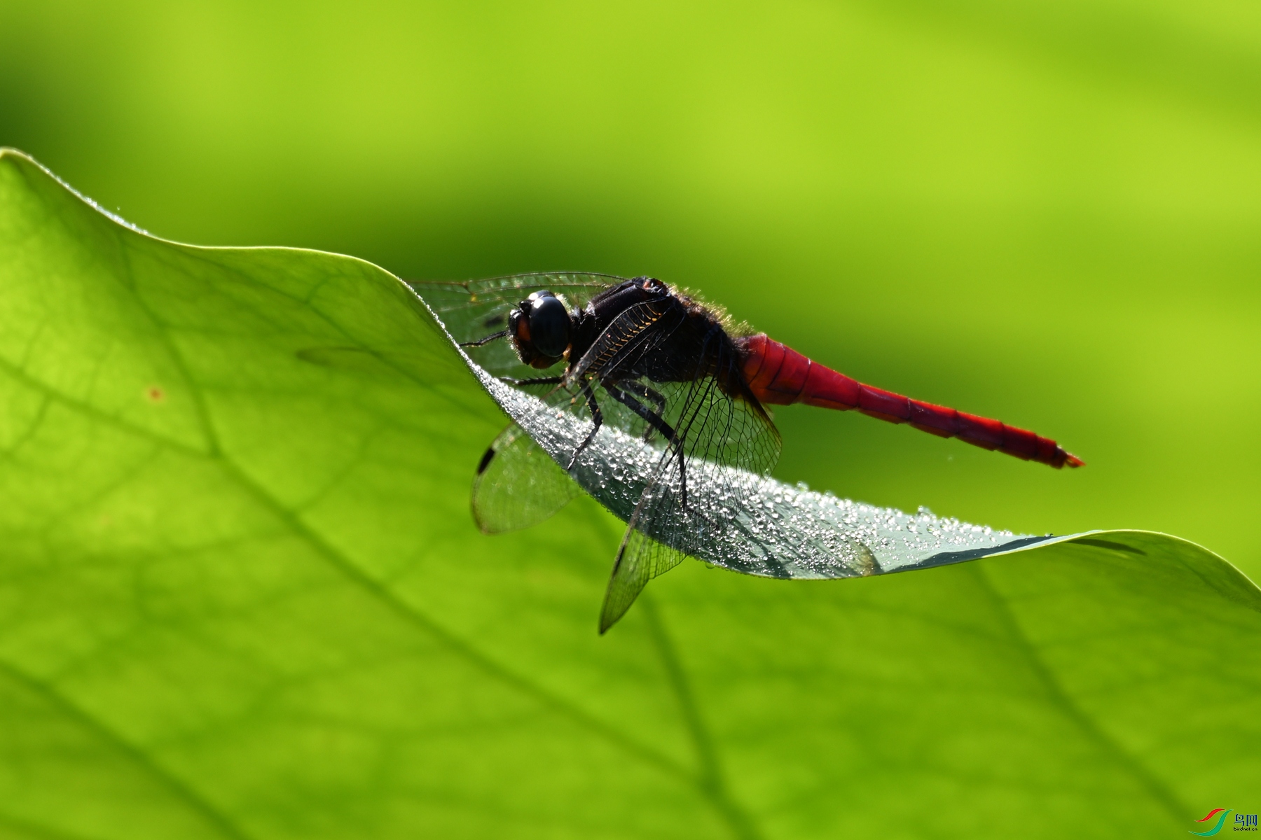 DSC_4172.JPG