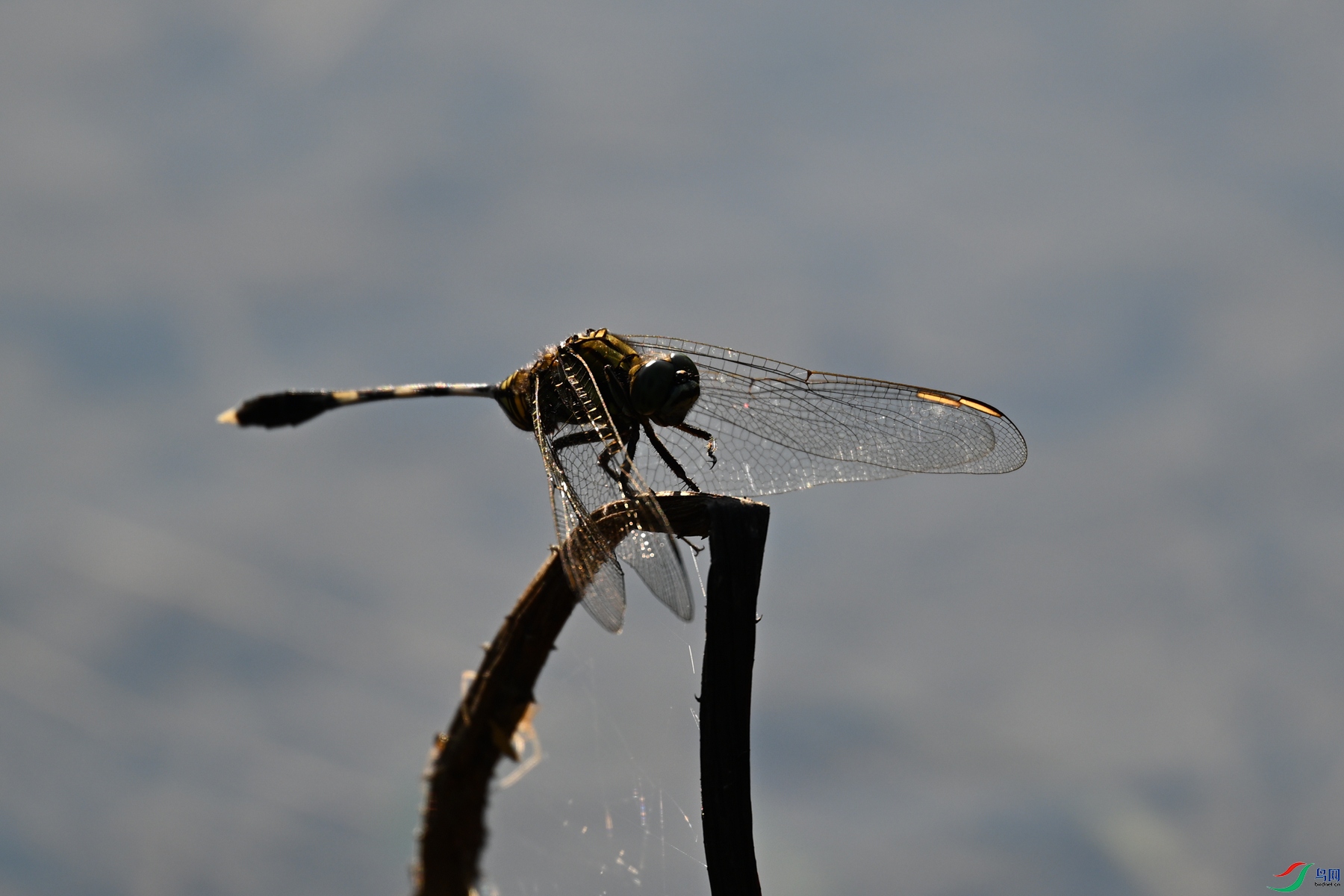 DSC_4194.JPG